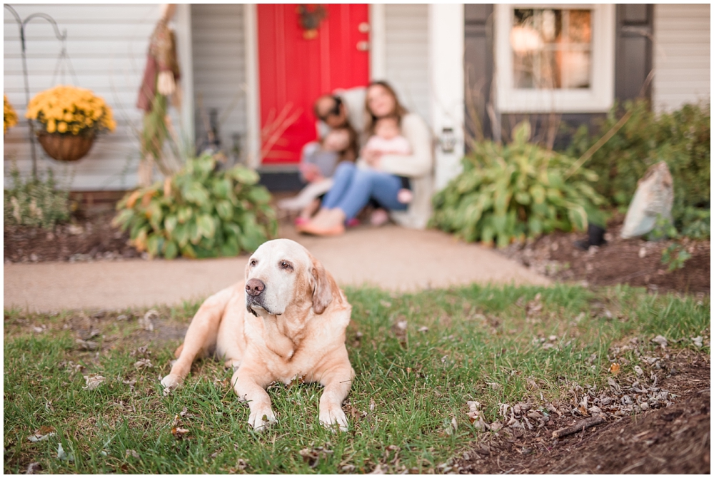 family portraits of pets